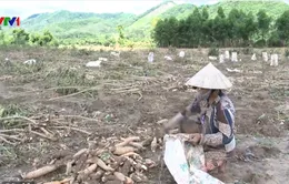 Nghệ An: 300 hecta sắn không ai mua