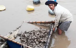 Quảng Ngãi: Thủy sản chết hàng loạt do nuôi ngoài quy hoạch