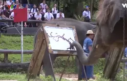 "Nghệ sỹ Voi" tại Chiang Mai, Thái Lan