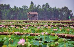 Khám phá đất sen hồng Tháp Mười