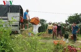 Giá thanh long đầu vụ chong đèn ổn định, người trồng phấn khởi