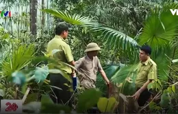 Thanh Hóa truy quét lâm tặc phá rừng