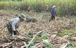 Thu hoạch mía gặp khó khăn do thiếu nhân công trầm trọng