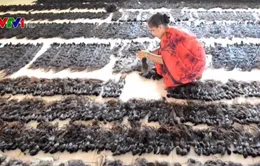 Ngành làm tóc giả Ấn Độ thu hàng trăm triệu USD mỗi năm