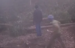 Ngang nhiên đốn hạ hơn 10ha tràm trong đêm