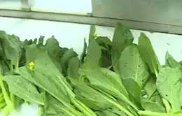Rau củ được nâng cao chất lượng sơ chế bằng công nghệ