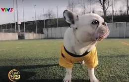 Café Sáng với VTV3: Ngộ nghĩnh trận bóng đá của những chú chó