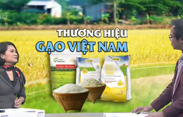 Con số 150 triệu đồng và tư duy mới về thương hiệu gạo quốc gia