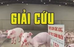 Hết dưa, đến lợn: Làm gì để không còn phải "giải cứu" nông dân?