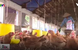 Đầu tư sản xuất thịt gà sạch theo mô hình chuỗi tại Thanh Hóa