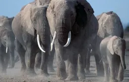 Voi châu Phi đang phải đối mặt với nguy cơ tuyệt chủng cao