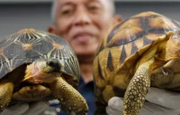 Malaysia thu giữ 330 con rùa quý hiếm