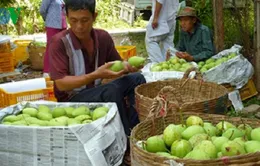 Xuất khẩu xoài sang Mỹ: Khâu vận chuyển là trở ngại đáng quan tâm