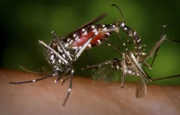 New York cảnh báo về virus Zika trong mùa du lịch