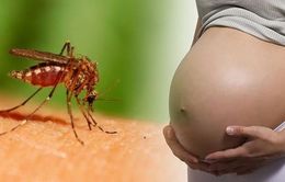 Nguy cơ virus Zika lây từ mẹ sang thai nhi cao nhất trong ba tháng đầu thai kỳ