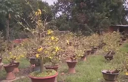 Đồng Nai: Nông dân trồng mai mất trắng vì thời tiết