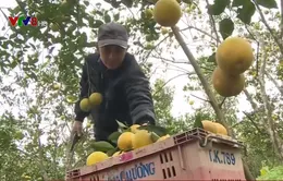 Giá cam sụt giảm vì tình trạng cam rụng hàng loạt
