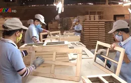 Tìm lời giải cho bài toán nguồn cung nguyên liệu gỗ