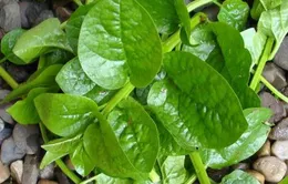 Mồng tơi – vị thuốc thường dùng
