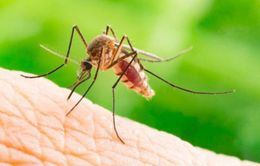 Dịch Zika diễn biến phức tạp tại miền Bắc Ấn Độ