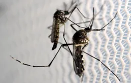 Ấn Độ đối phó dịch Zika lây lan