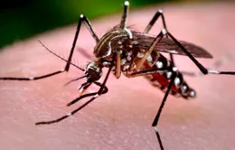 Trung Quốc phát hiện trường hợp nhiễm virus Zika đầu tiên