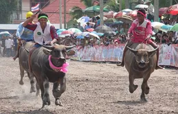 Hàng trăm chú trâu tham gia Lễ hội đua trâu thường niên ở Thái Lan