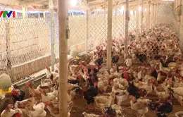 Một năm, thôn Đồng Tỉnh (Hưng Yên) thu gần 20 tỷ đồng từ nuôi gà sinh sản