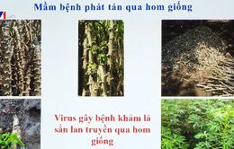 Cần khẩn cấp ngăn chặn bệnh khảm lá sắn