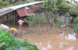 Vĩnh Long vỡ đê bao trong đêm, hàng chục vườn cây, ao cá chìm trong biển nước