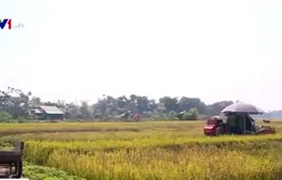 Máy gặt ra đồng bị công an xã cản trở