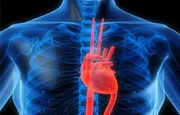 Phát triển thành công mô tim đập như tim thật