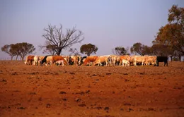 Australia báo động nguy cơ khủng hoảng nguồn nước do hạn hán