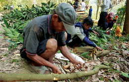 Quảng Ngãi: Dân đổ xô trồng quế