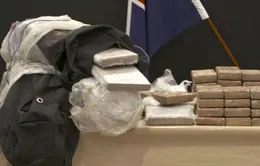 New Zealand thu giữ lượng cocaine kỷ lục trong container chuối