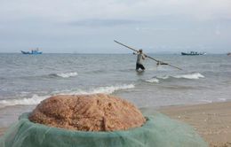 Quảng Bình: Ngư dân trúng đậm mùa ruốc biển