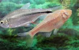 Cá cảnh tetra Mexico có khả năng chữa trị bệnh tim mạch?