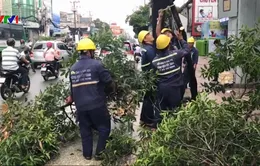 TP.HCM thu dọn cây xanh ngã đổ sau bão số 9