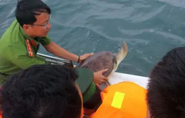 Kiên Giang: Thả 16 cá thể rùa biển quý hiếm