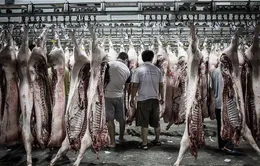 Thiếu tiền, công ty Trung Quốc trả nợ bằng thịt lợn