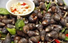 Ốc nhồi – vị thuốc nhiều công dụng