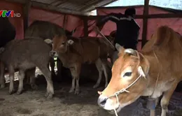 Các địa phương chủ động phòng chống rét cho vật nuôi