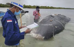 Indonesia nỗ lực giảm rác thải nhựa