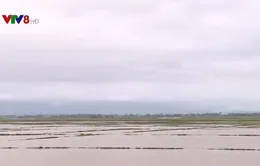 Gần 10.000 ha lúa mất giống do mưa muộn