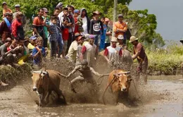 Lễ hội đua bò ở Indonesia