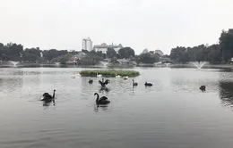 Thả thiên nga ở Hồ Gươm: Nên hay không?