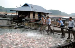 Huyện Yên Bình (Yên Bái): Những bước tiến trong phát triển kinh tế