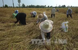 Thái Lan khuyến cáo không tăng sản lượng lúa gạo