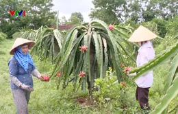 Thanh long bất ngờ tăng giá cao