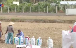 Vĩnh Long: Nông dân ồ ạt bán đất mặt ruộng